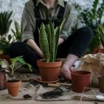 Berkebun Jadi Hobi Populer Di Era Digital