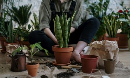 Berkebun Jadi Hobi Populer Di Era Digital