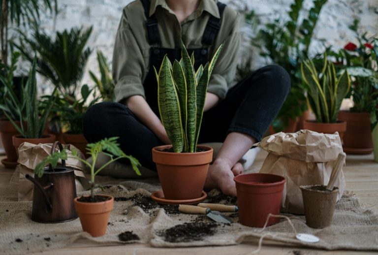 Berkebun Jadi Hobi Populer Di Era Digital
